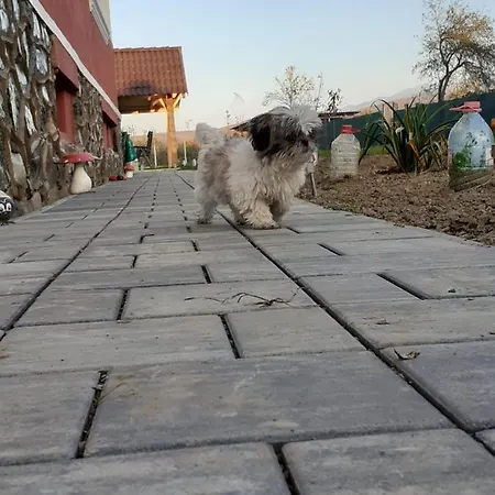 Vila Petersen Sibiu